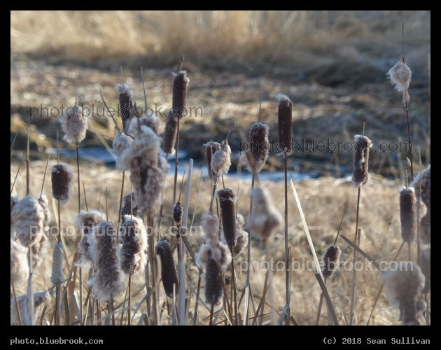 Floofy Winter Cattails - Corvallis MT