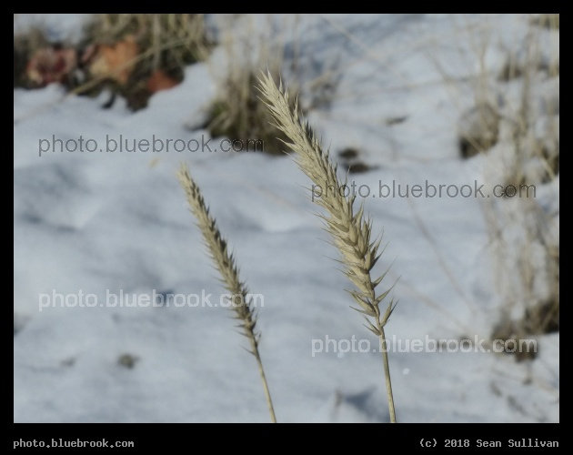 Seedheads in Winter - Corvallis MT