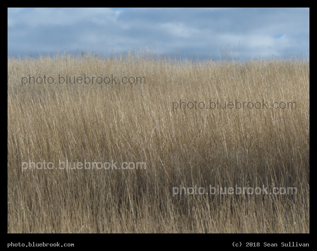 Yellow Grass under Cloudy Sky - Corvallis MT