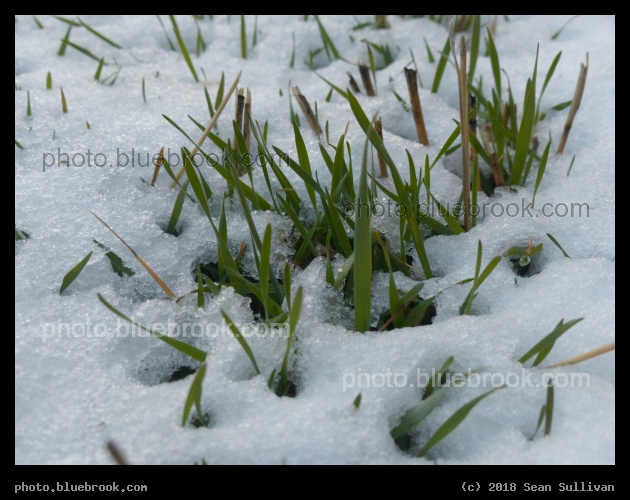Spring Grasses, April Snow - Corvallis MT