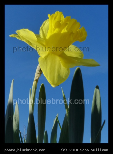 Daffodil and the Sky - Corvallis MT