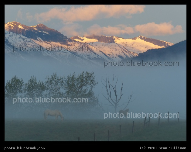 Horses below Dawn Touched Mountains - Corvallis MT