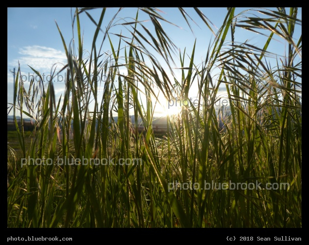 Grasses at Sunset - Corvallis MT