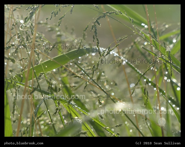 Rain Drenched Grasses - Corvallis MT
