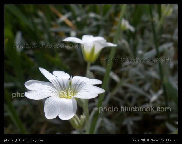 Small White Flowers - Corvallis MT