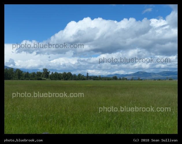 Green Field in June - Stevensville MT