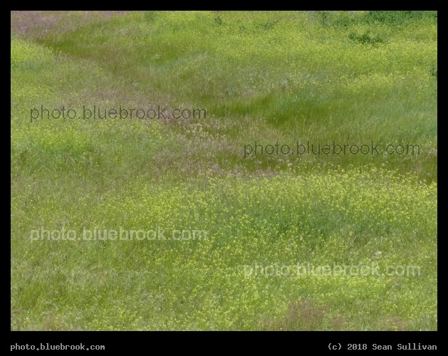 Field of Wildflowers in June - Stevensville MT