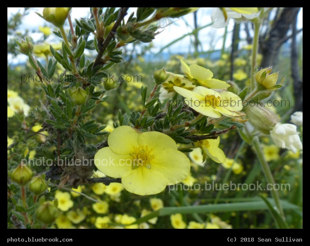 Among the Yellow Flowers - Stevensville MT