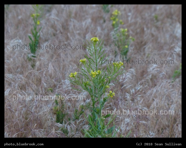 Flower Stalks over Seeding Grass - Corvallis MT