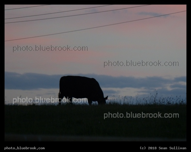 Grazing Cow at Sunset - Corvallis MT