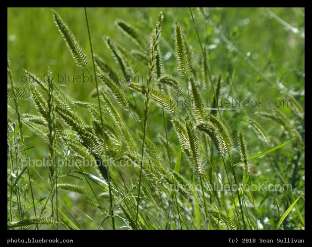 Feathery Grasses - Stevensville MT