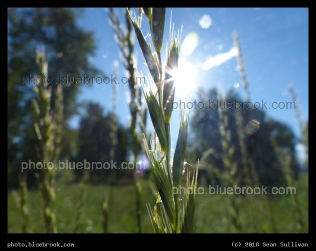 Sun and Grass - Stevensville MT