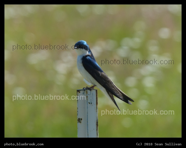 Tree Swallow - Stevensville MT