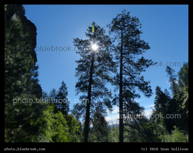 Sun through a Pine Tree - Kootenai Creek Trail, Stevensville MT