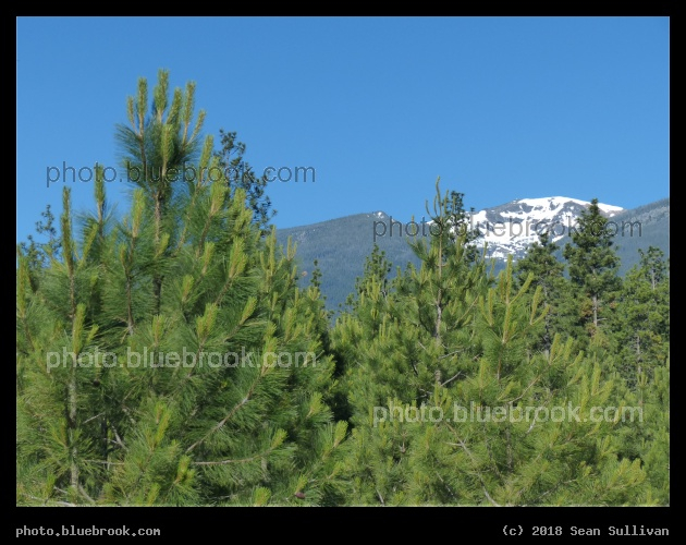 Summer Evergreens, Snowy Mountains - Stevensville MT