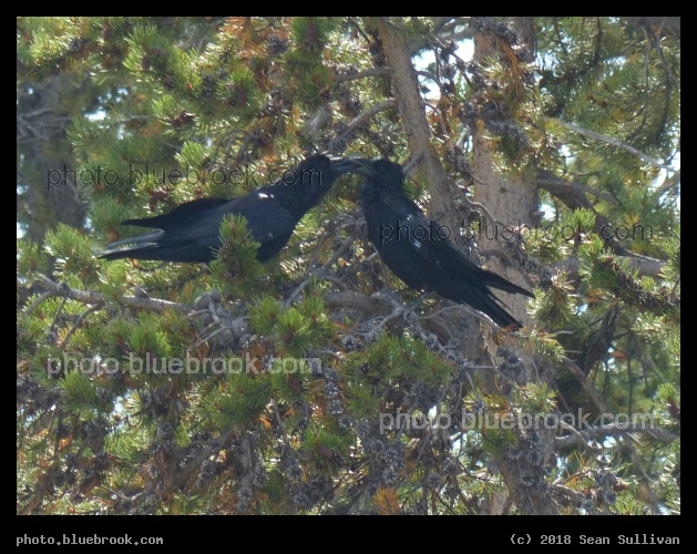 Two Birds in a Tree - Near Old Faithful, Yellowstone National Park