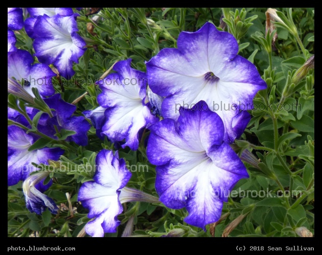 Radiant Dark Blue - Petunias at the Annual Trial Flower Garden, Fort Collins CO