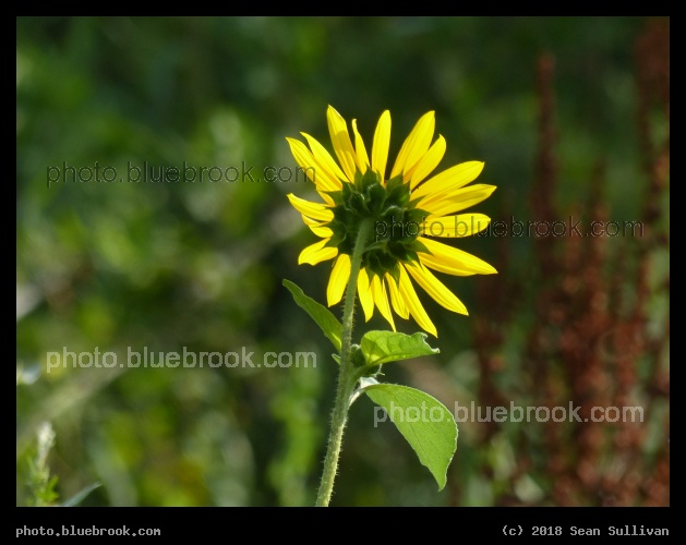 Solarium Sunflower - On the grounds of the Solarium International Hostel, Fort Collins CO