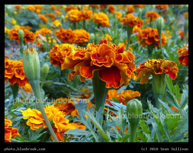 Marigold World - Annual Trial Flower Garden, Fort Collins CO