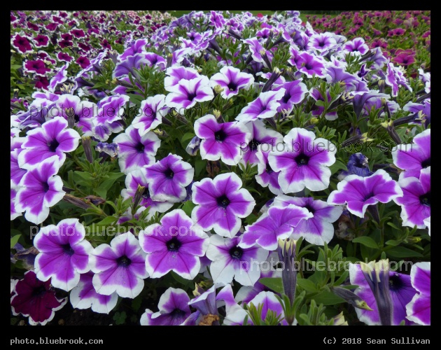 Mound of Petunias - Annual Trial Flower Garden, Fort Collins CO