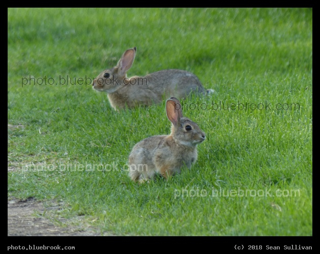 Bunny Bunny - Colorado State University, Fort Collins CO