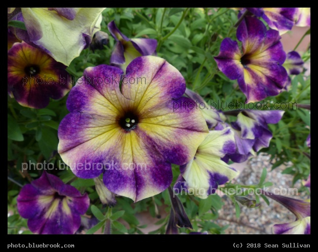Moonstruck Petunia - Annual Trial Flower Garden, Fort Collins CO