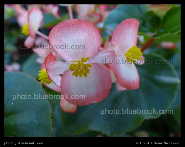 Begonia Bicolor - Annual Trial Flower Garden, Fort Collins CO