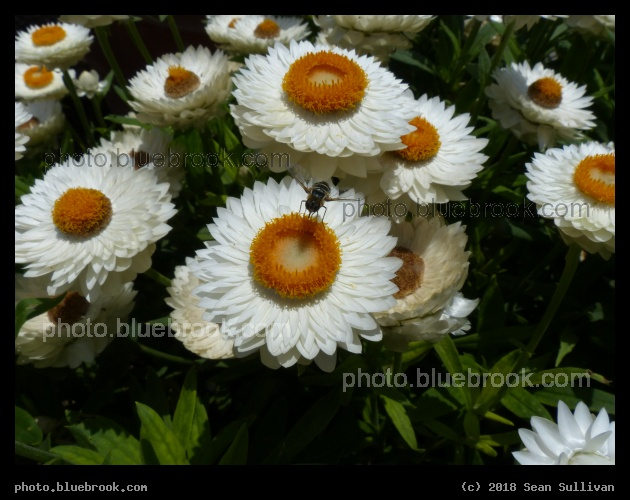 Bracteantha White - Annual Trial Flower Garden, Fort Collins CO