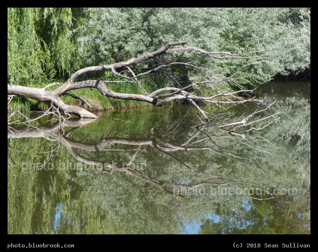 Branch Reflections in Spring Creek - Fort Collins CO