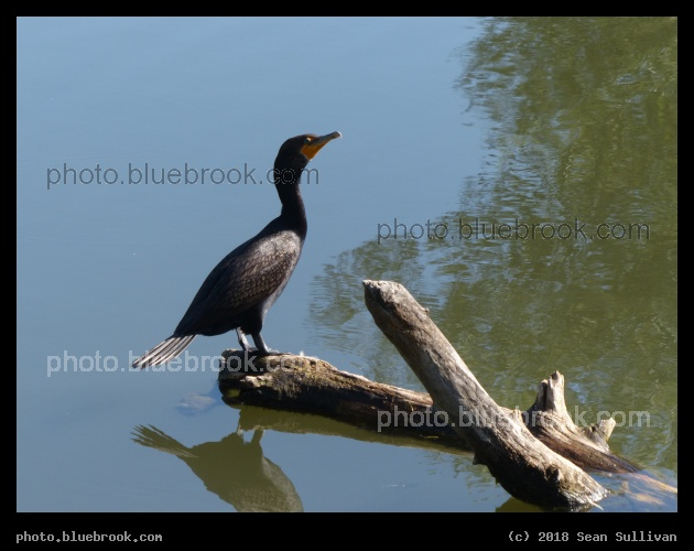 Cormorant Perched on a Log - Fort Collins, CO