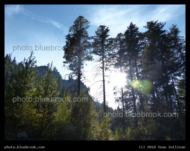 Afternoon Sun through Evergreens - Blodgett Canyon, Bitterroot National Forest, Hamilton MT