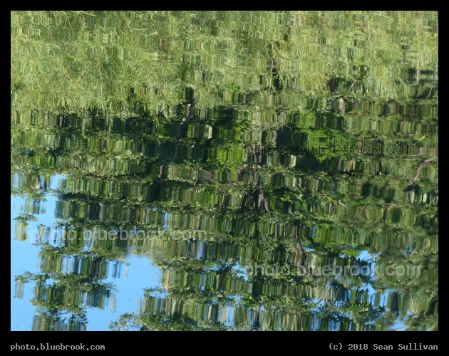 Mosaic of Tree Reflections - Spring Creek, Fort Collins CO