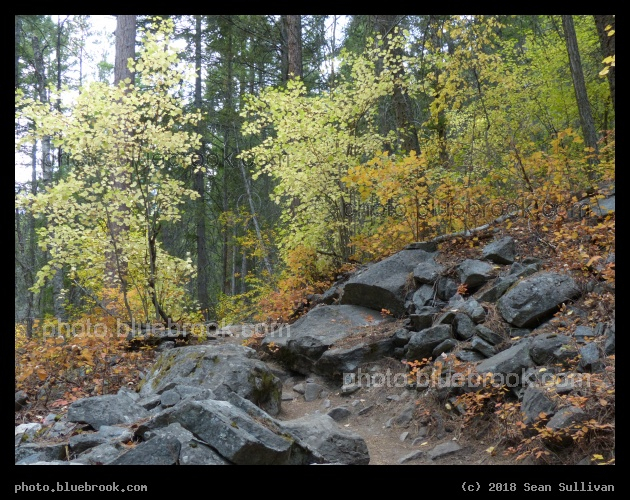 Path Between the Yellow Trees - Kootenai Creek Trail, Stevensville MT