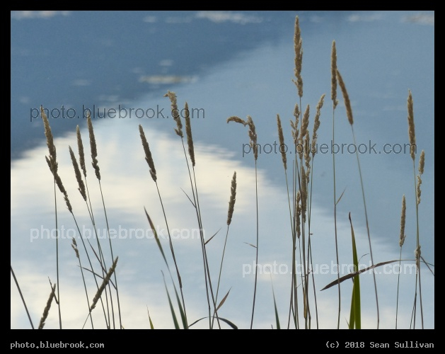 Grasses and Mountain Reflections - Lee Metcalf National Wildlife Refuge, Stevensville MT