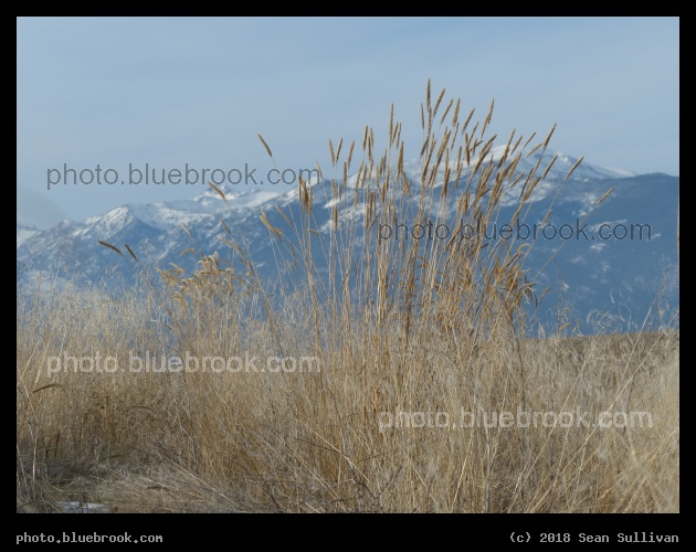 Patch of Tall Grasses - Corvallis MT