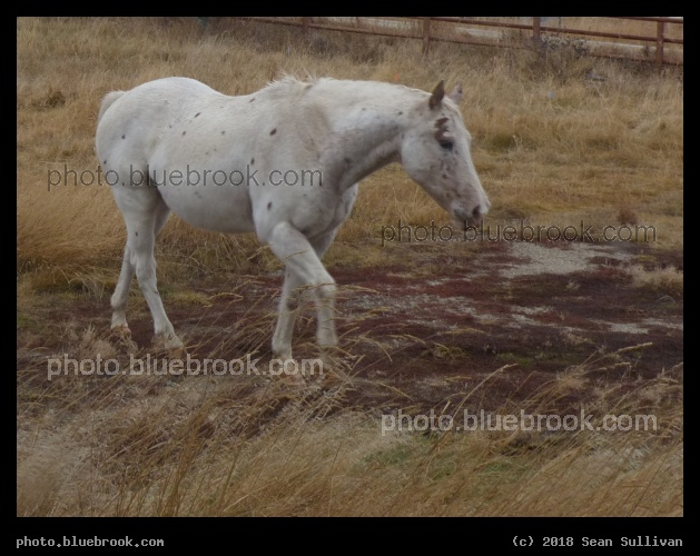 Equine Wanderer - Corvallis MT