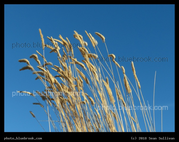 Golden Grasses and Blue Sky - Corvallis MT