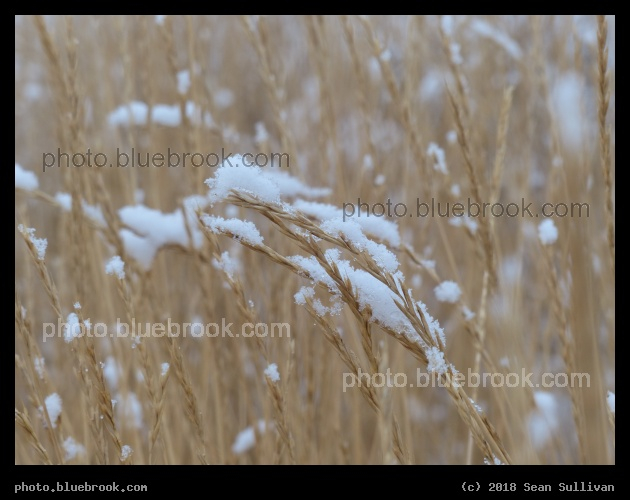Snow Resting on the Grasses - Corvallis MT