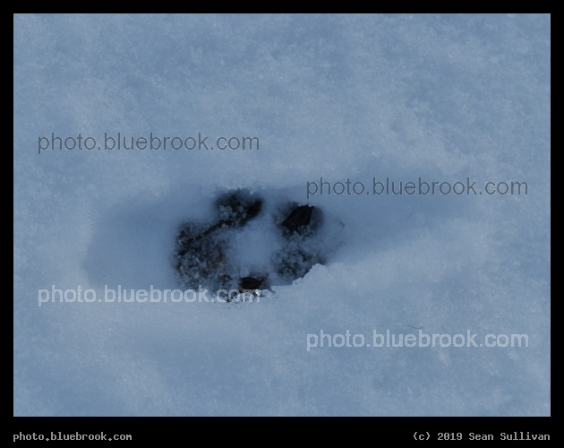 Kitty Pawprint in the Snow - Corvallis MT