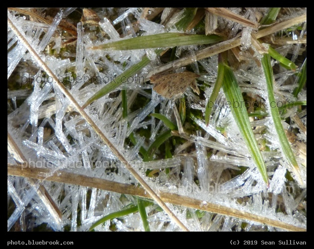 Blades of Ice and Grass - Corvallis MT