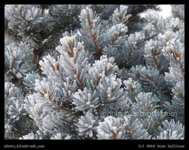 Frosty Tree - Corvallis MT