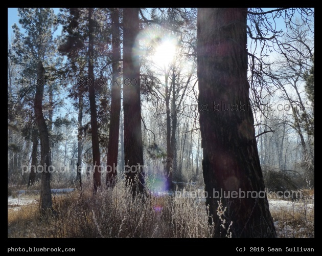 Sunlight through Winter Trees - Poker Joe, Florence MT