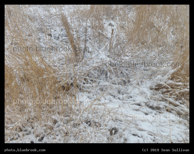 Maze of Golden Grasses in Winter - Corvallis MT