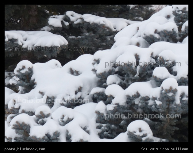 Snowy Boughs - Corvallis MT