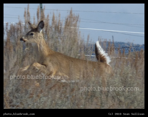 Running Deer - Corvallis MT