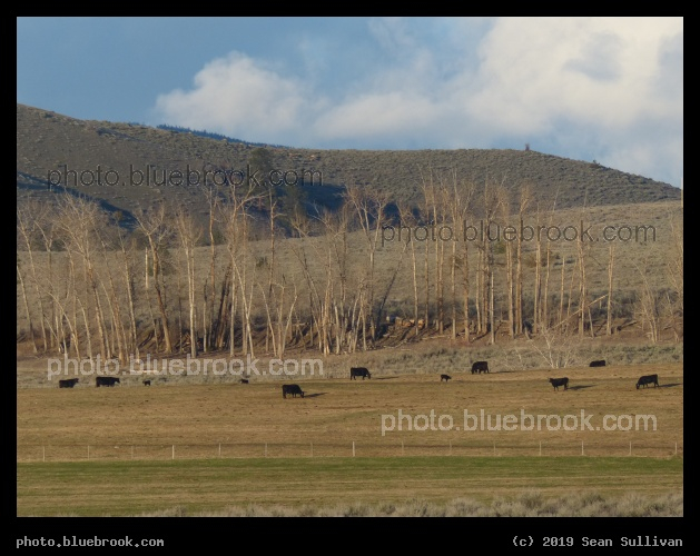 Cows of April - Corvallis MT
