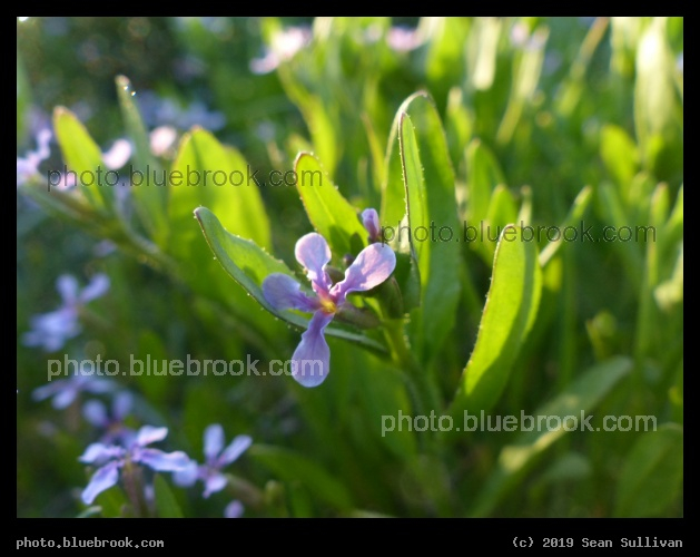 Little Purple Flowers of Spring - Corvallis MT