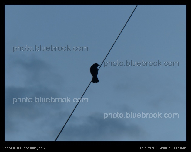 Bird on a Wire - Corvallis MT