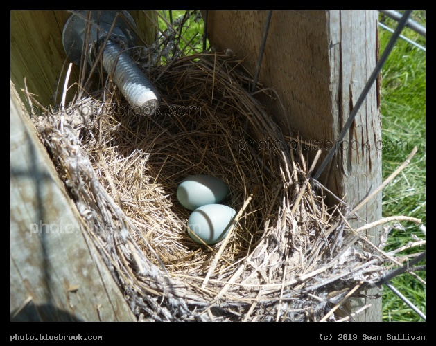 Nest in a Gate - Corvallis MT
