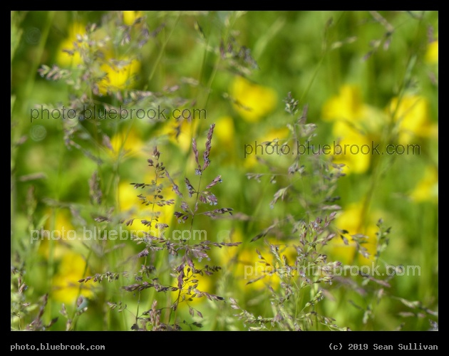 Delicate Grasses - Corvallis MT